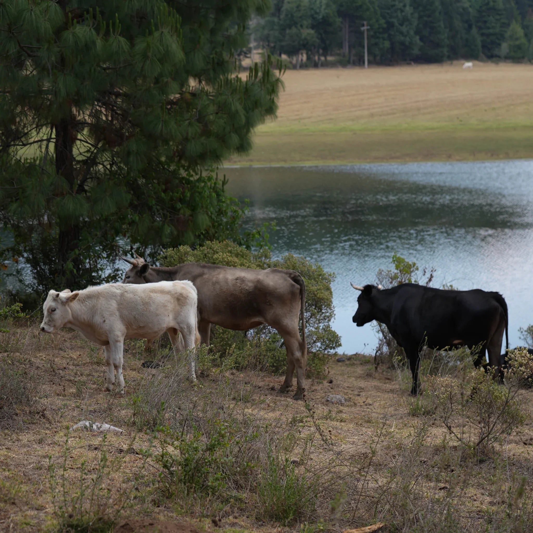 BEEF TALLOW: CREMA FACIAL HUMECTANTE - Tao Lab